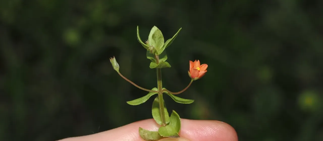 Scarlet pimpernel