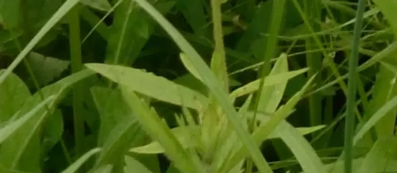 Lysimachia barystachys