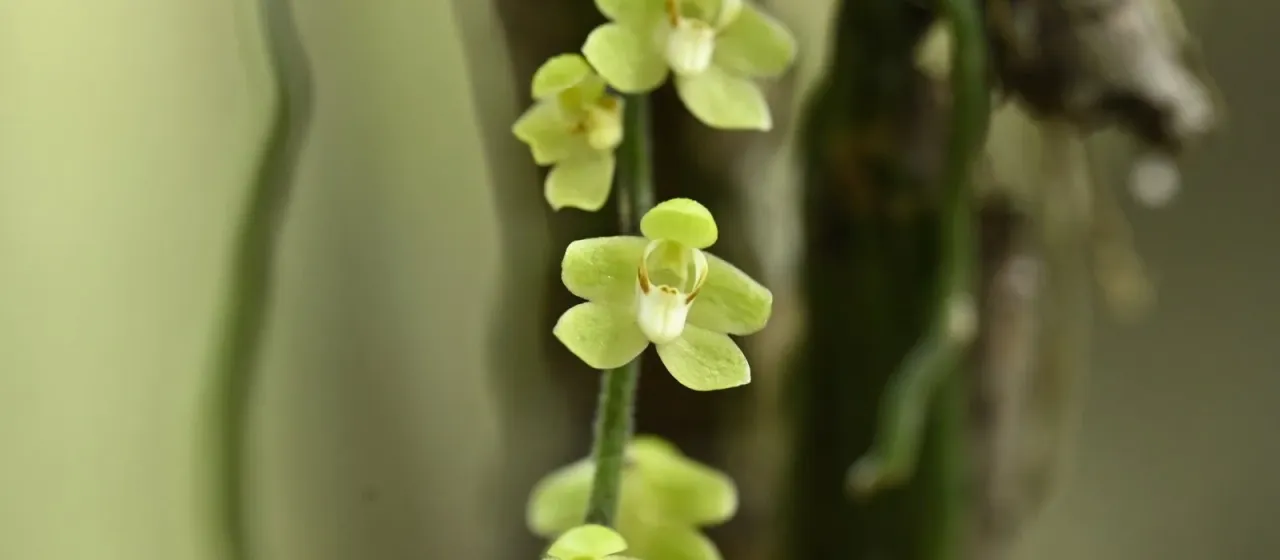 Chiloschista segawae