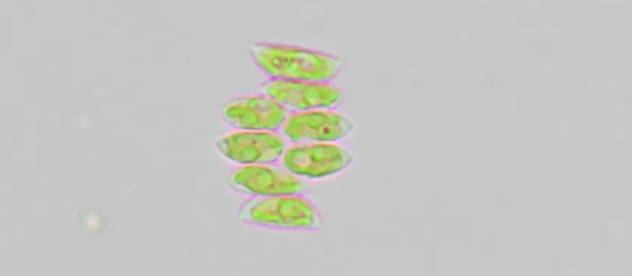 Tetradesmus obliquus