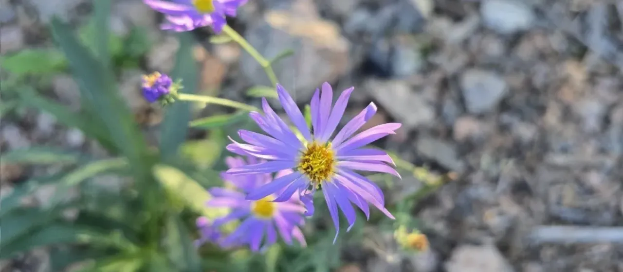 Dieteria asteroides