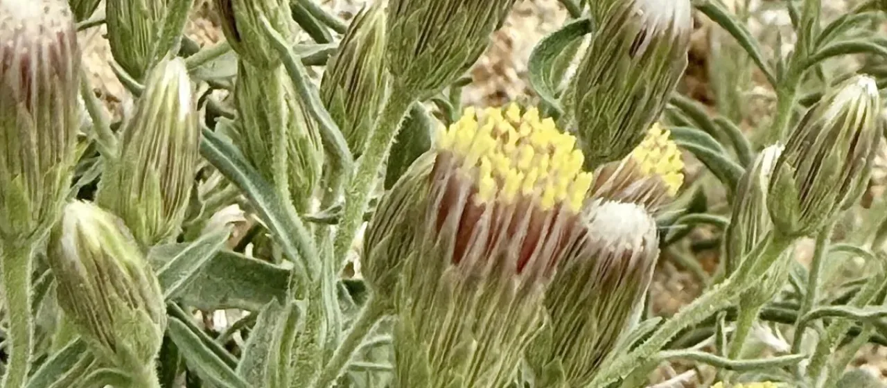 Brickellia oblongifolia