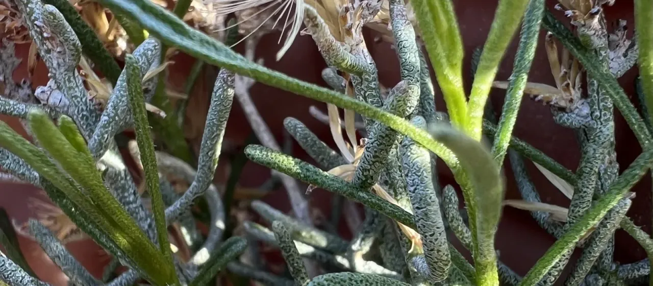 Ericameria teretifolia
