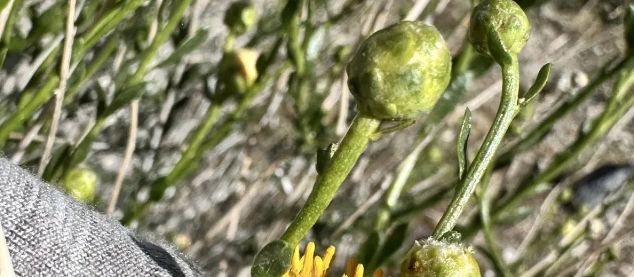 Goldenhead