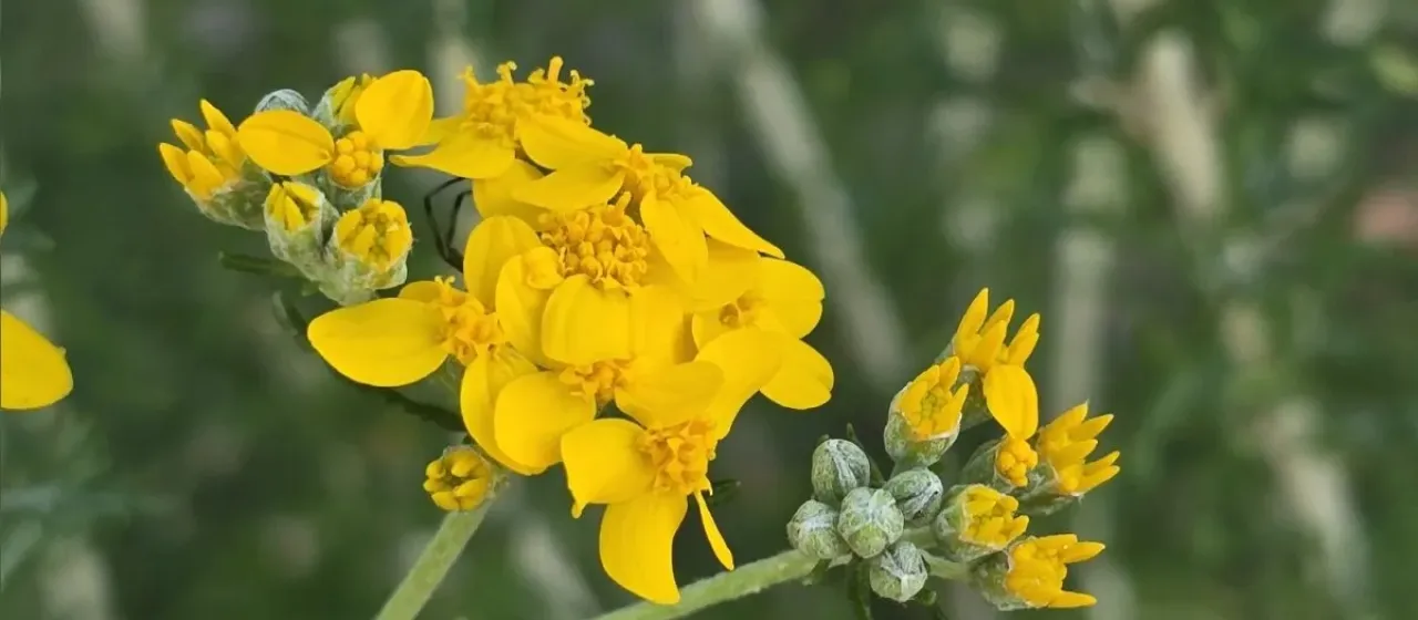 Golden yarrow