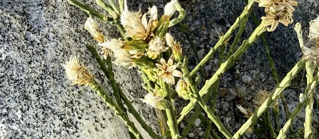 Scale broom