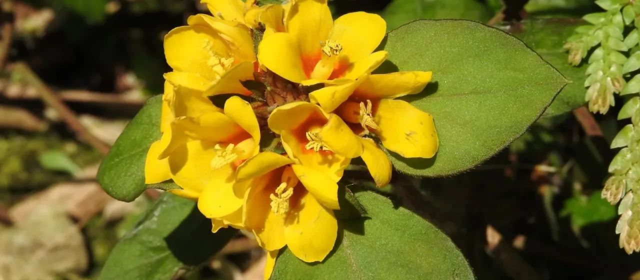 Lysimachia congestiflora