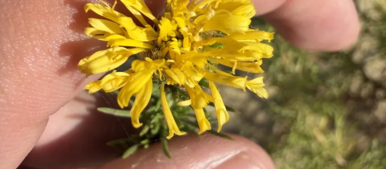 Ericameria pinifolia