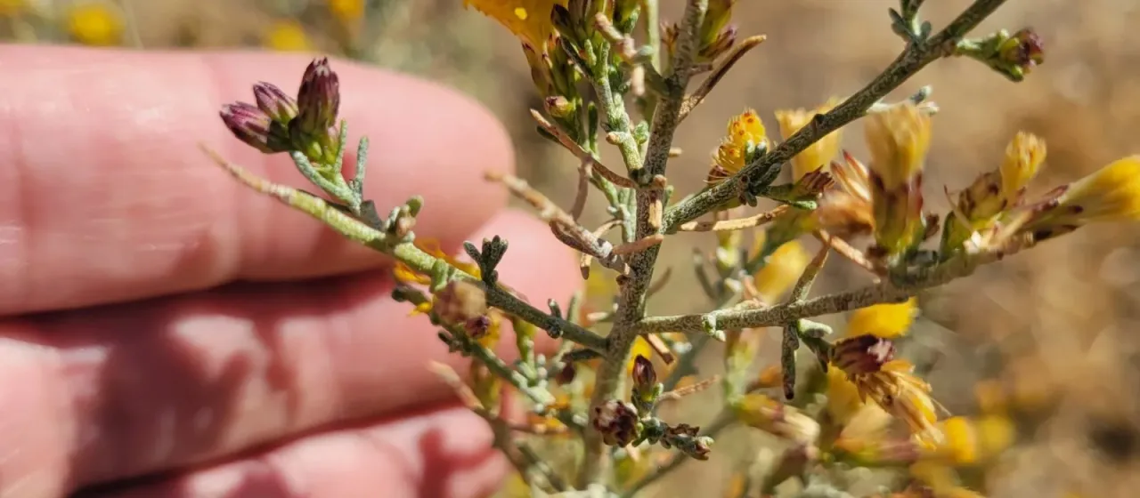 Ericameria brachylepis