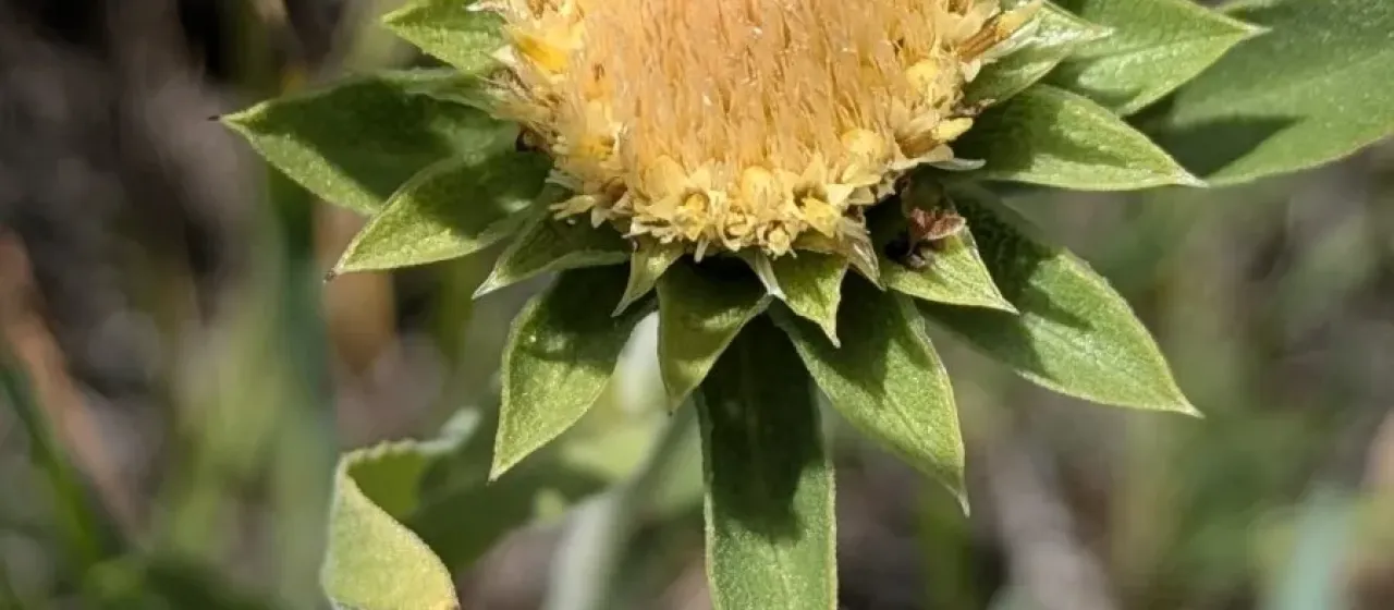 Pyrrocoma