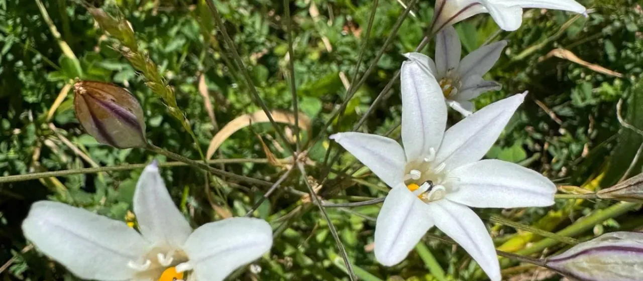 Pedunculate triteleia