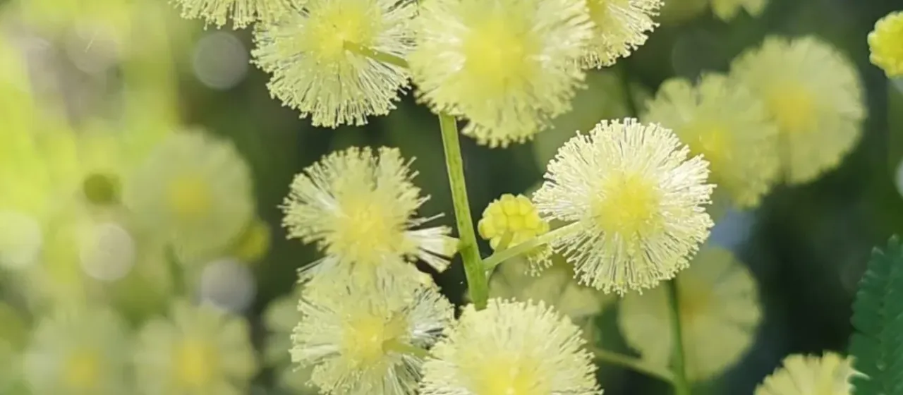 O'Shanesy's wattle