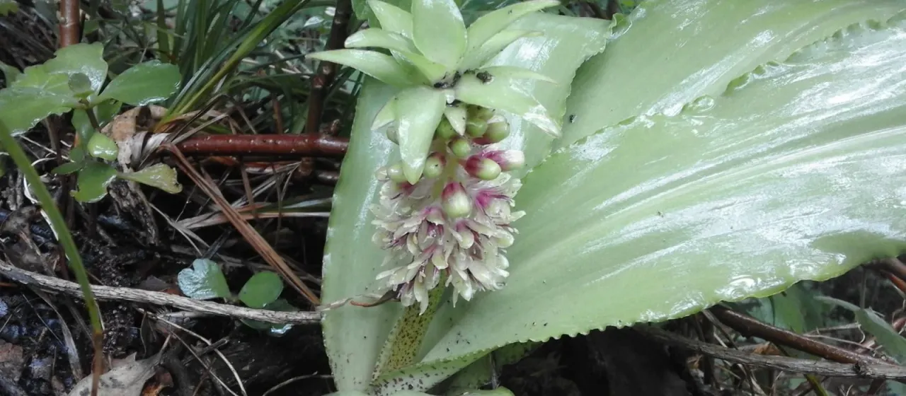 Mountain pineapple lily