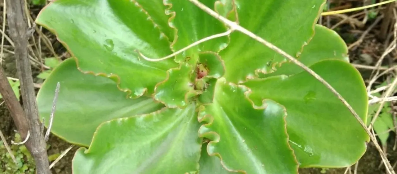 Echeveria fulgens
