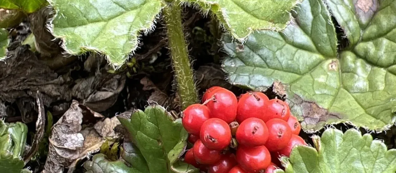 Magellanic gunnera