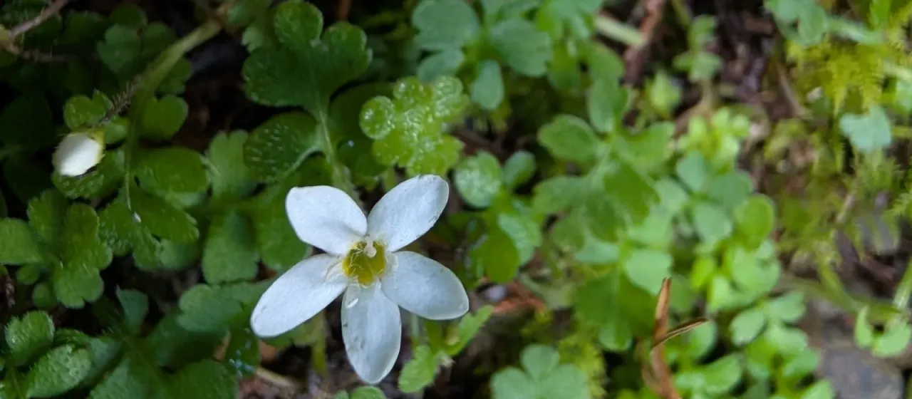 Ellisiophyllum pinnatum