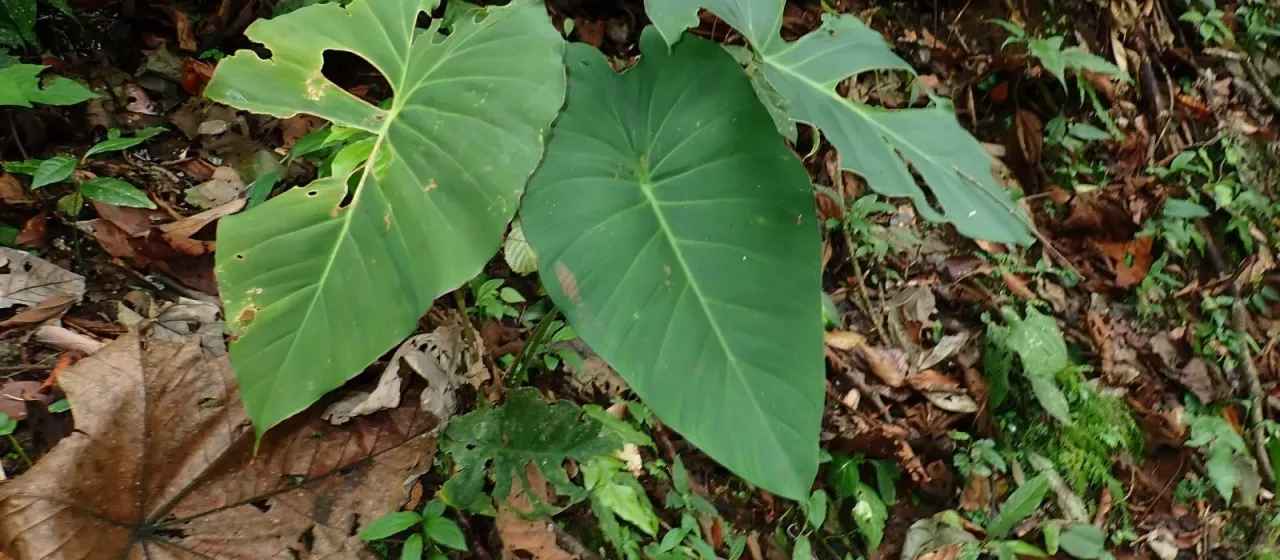 Adelonema peltatum