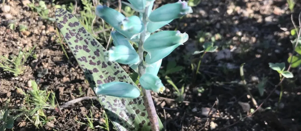 Lachenalia viridiflora
