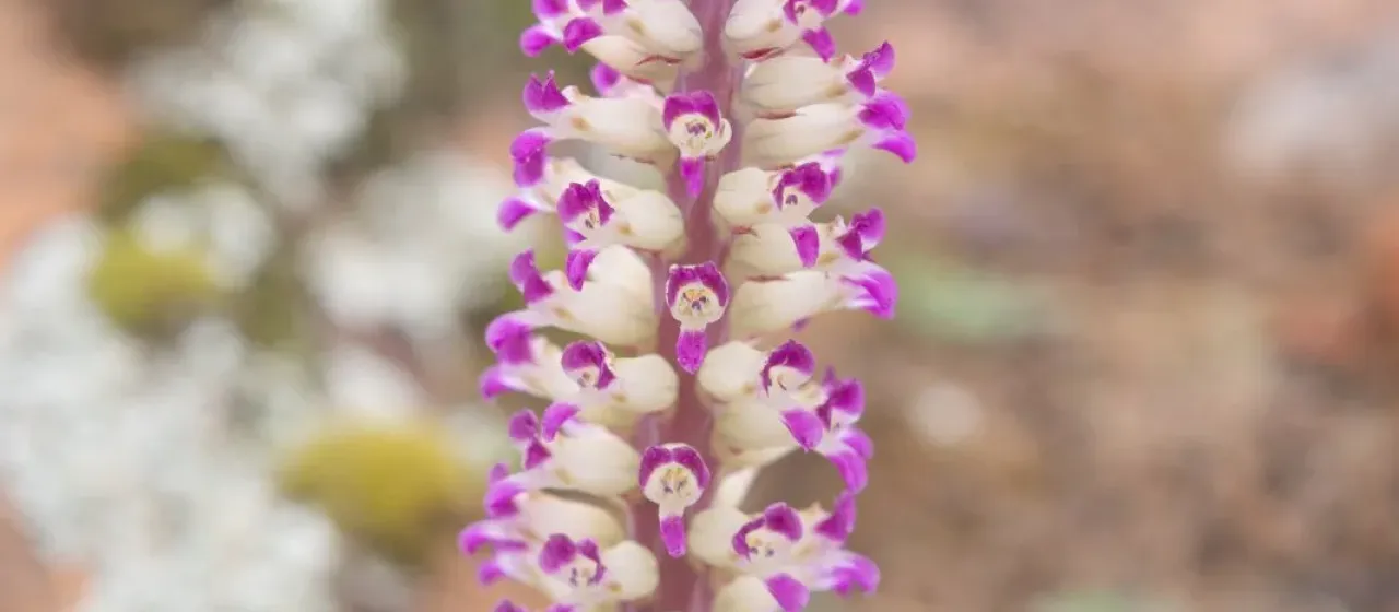Lachenalia carnosa
