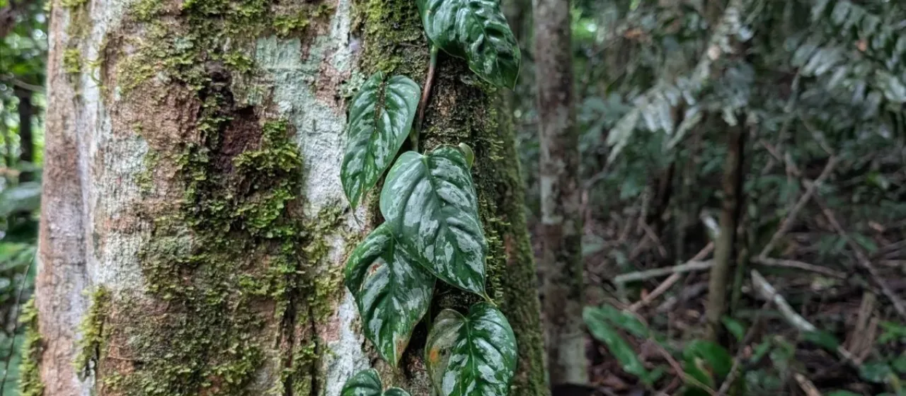 Philodendron brandtianum
