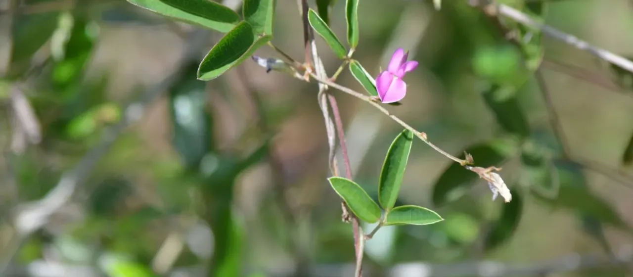 Downy milkpea