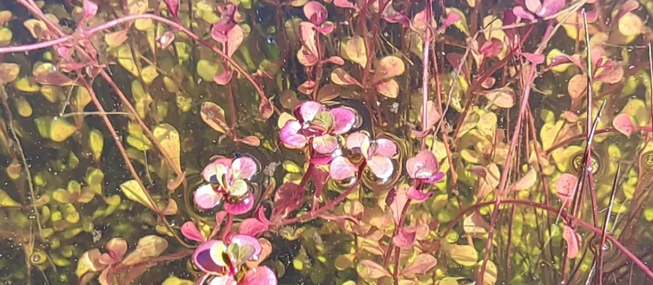 Water purslane