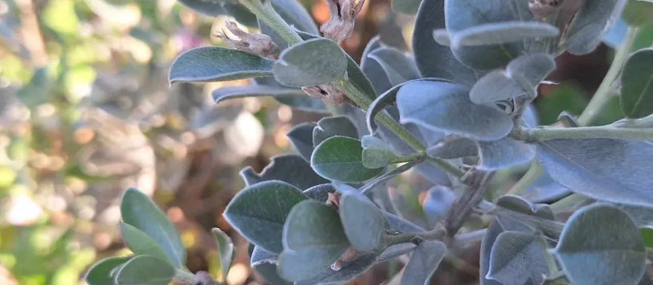 Silky sweet pea bush