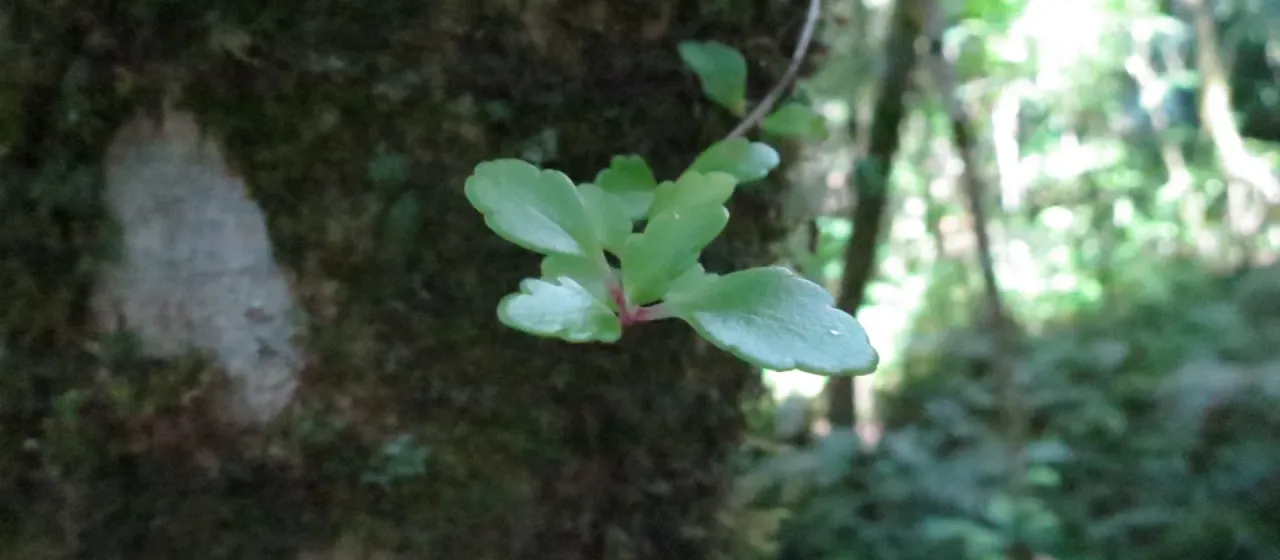 Kalanchoe gracilipes