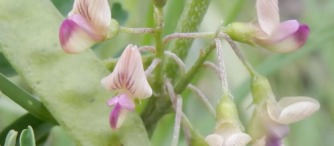 Lessertia brachystachya