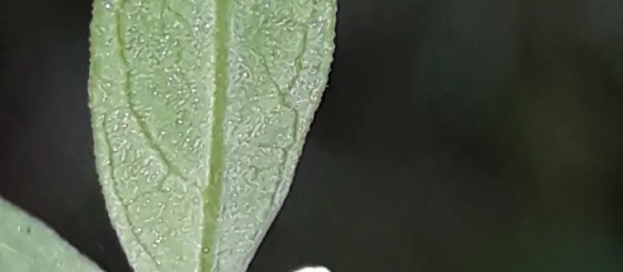 Aloysia polystachya