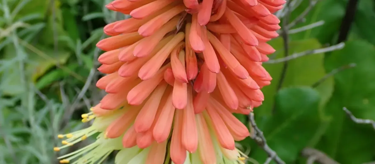 Kniphofia caulescens