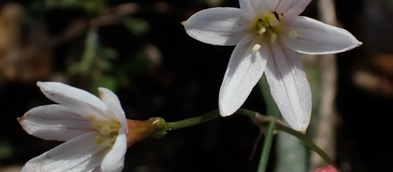 Strumaria spiralis
