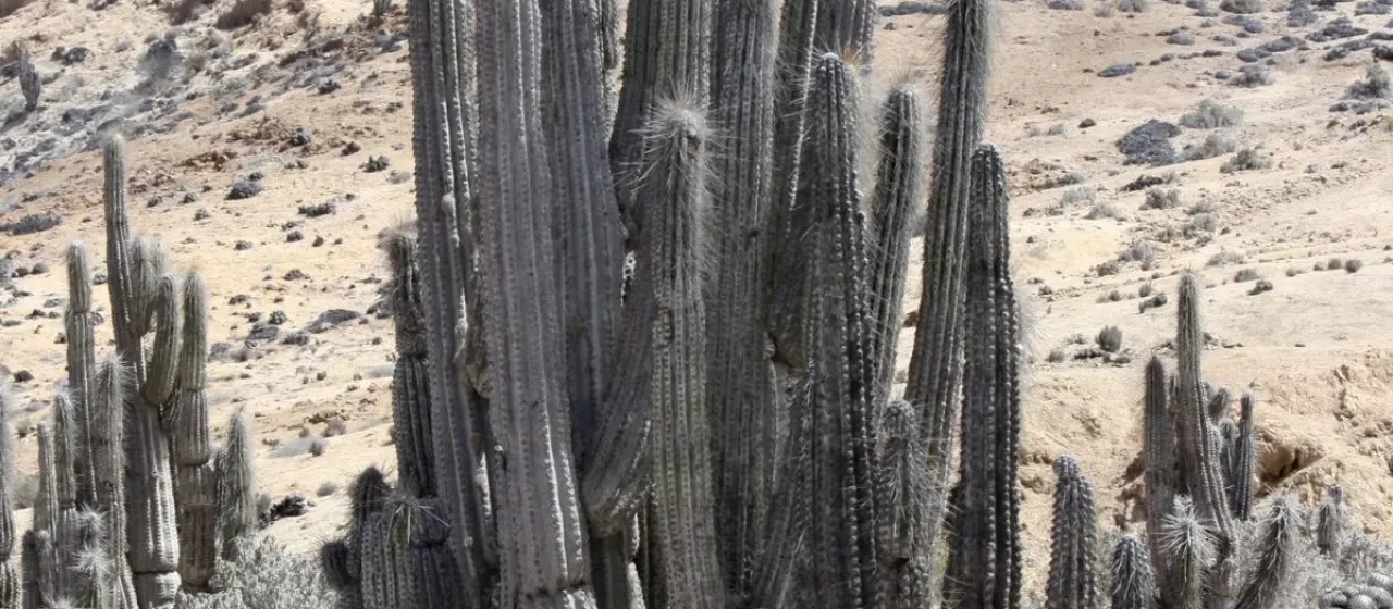 Eulychnia iquiquensis