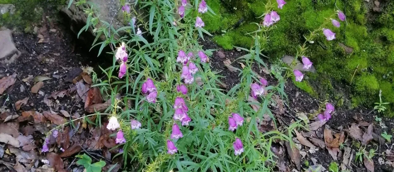 Bellflower penstemon
