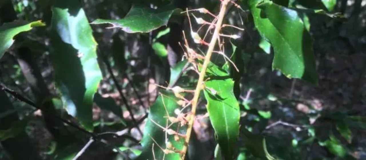 Macadamia ternifolia