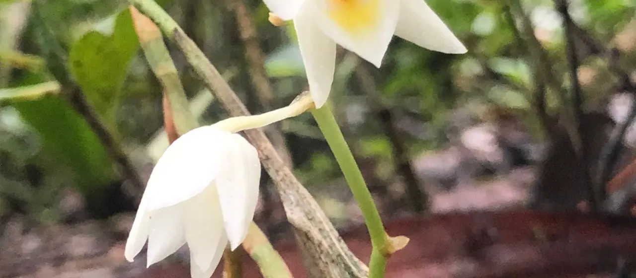 Aganisia pulchella