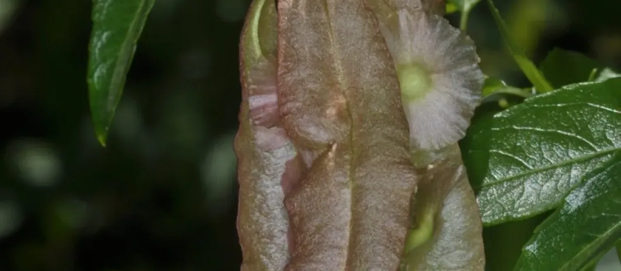Anchietea pyrifolia