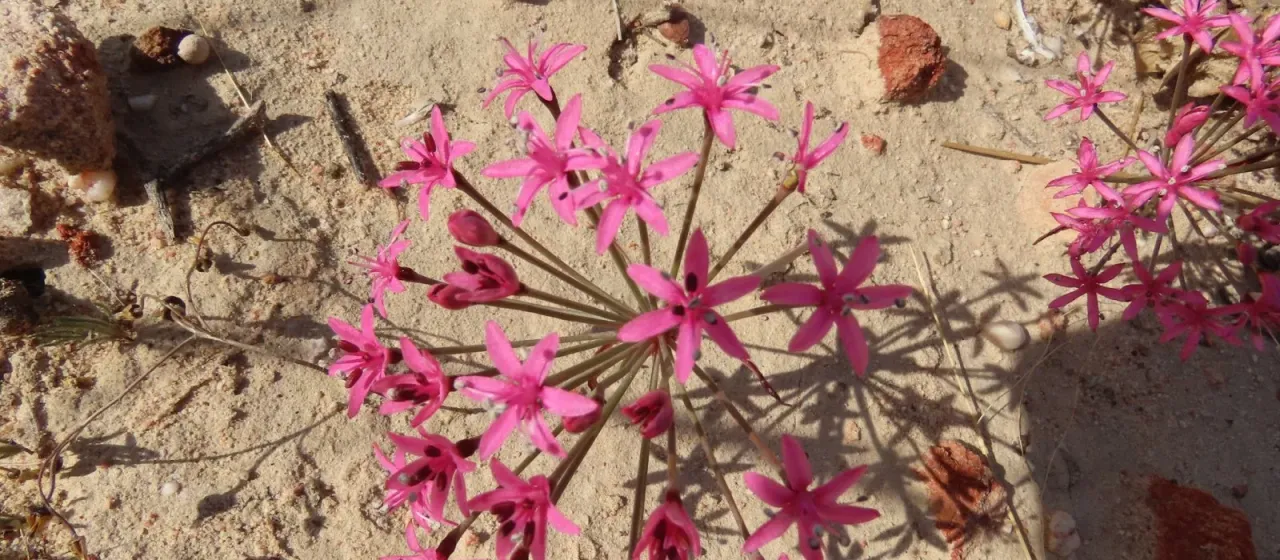 Hessea breviflora
