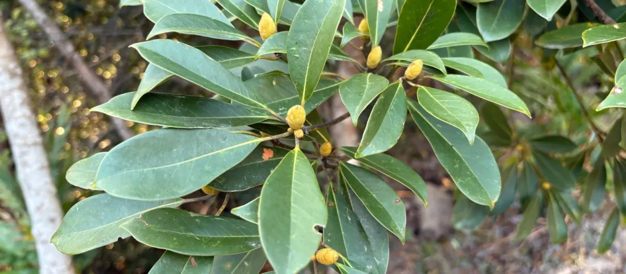 Machilus Nees