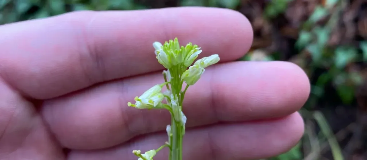 Tower mustard