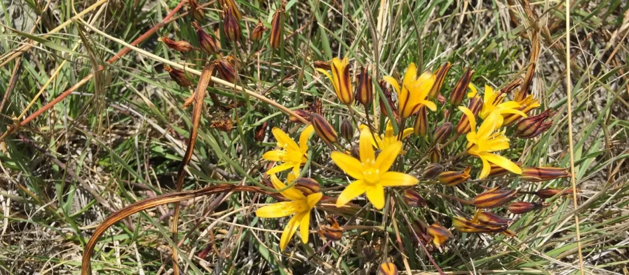 Bloomeria humilis