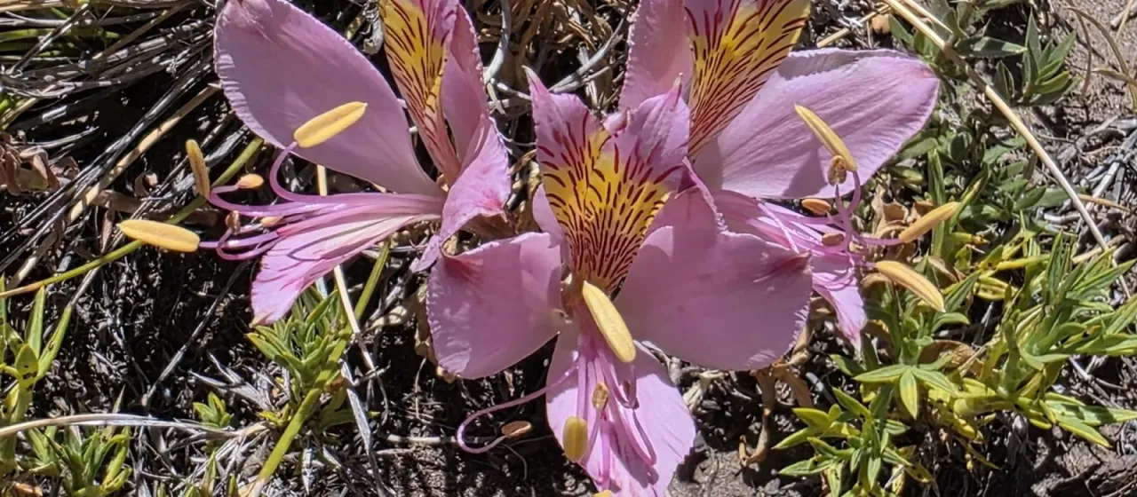 Alstroemeria