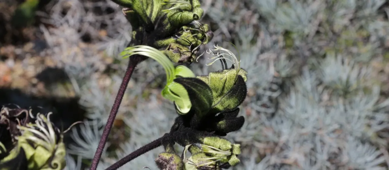 Macropidia