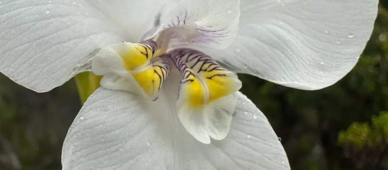 Broad-leaved Diplarrena