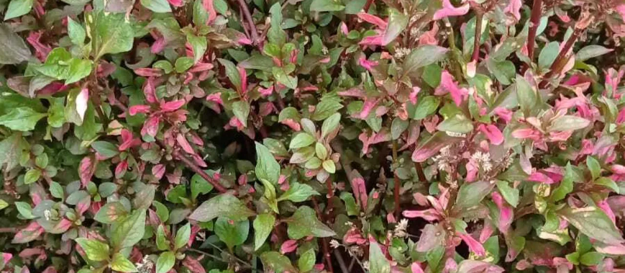 Calico plant