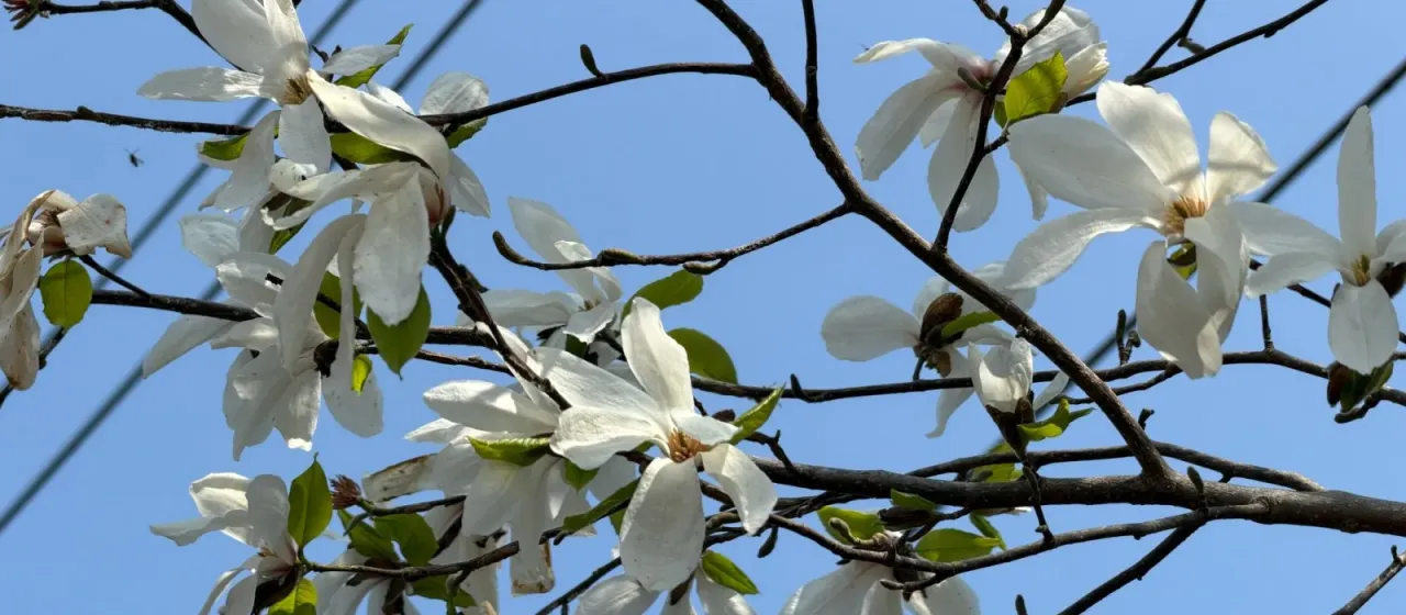 Kobus magnolia