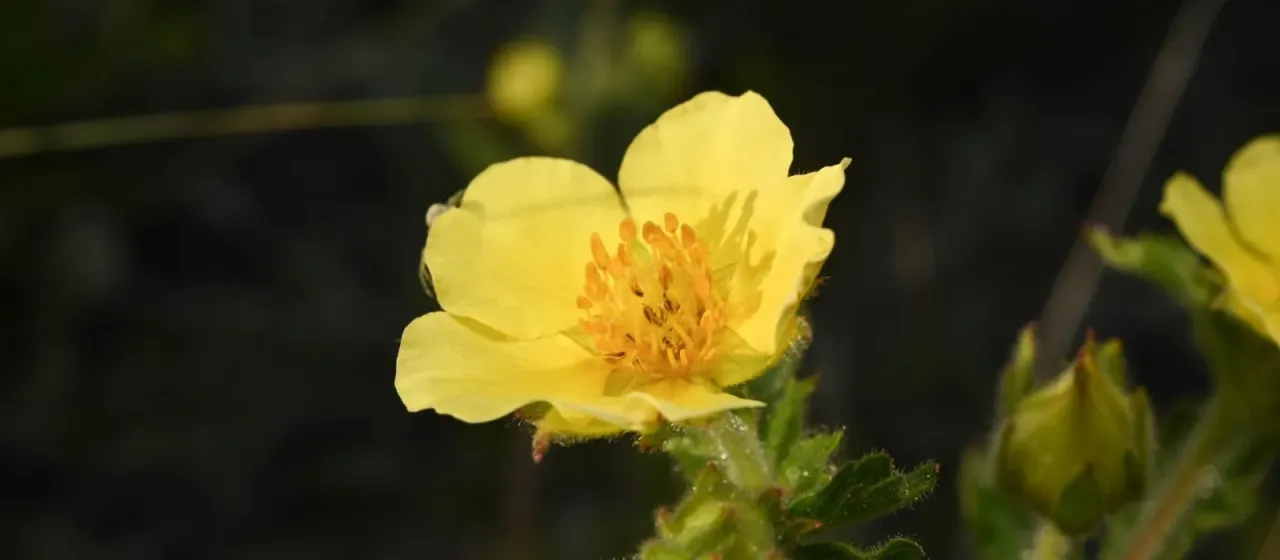 Drymocallis fissa