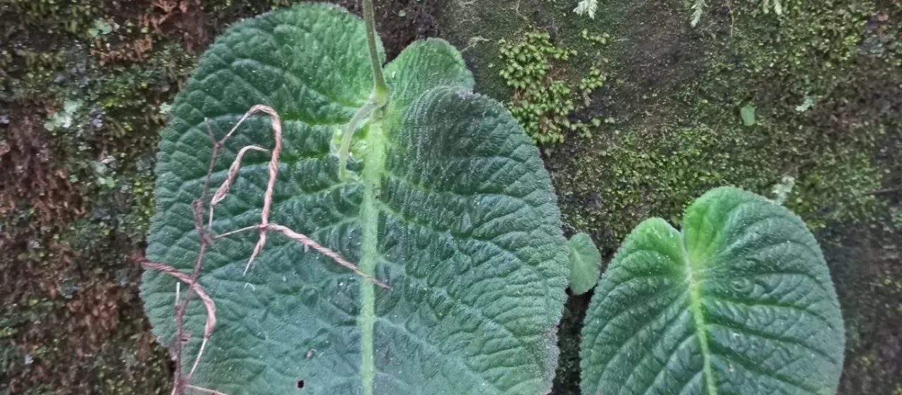 Streptocarpus haygarthii