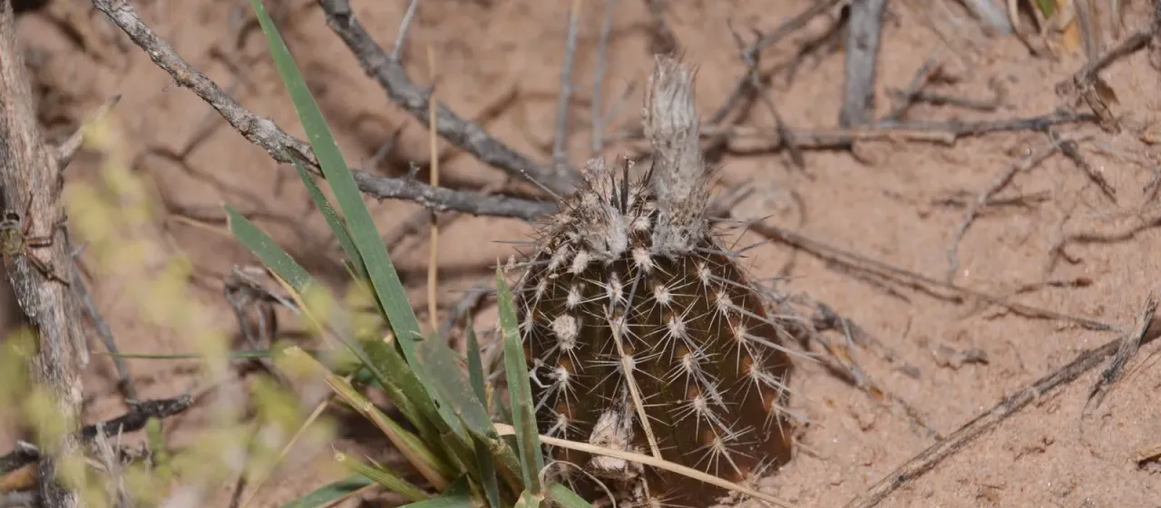 Setiechinopsis mirabilis