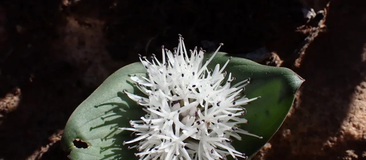 Massonia dregei
